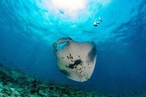 Manta in the blue ocean background portrait photo