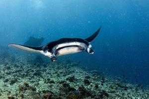 Manta underwater in the blue ocean background photo