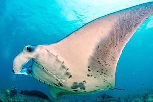 Manta in the blue ocean background portrait photo