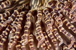 anemone tentacles detail close up macro view photo