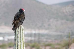 Zopilote vulture buzzard bird in Baja California photo