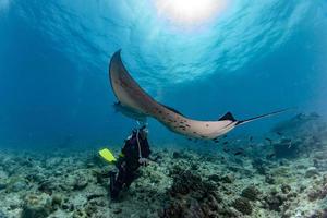 Manta in the blue ocean background portrait with kissing scuba diver photo