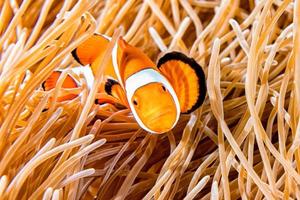 Clown fish inside red anemone in indonesia photo