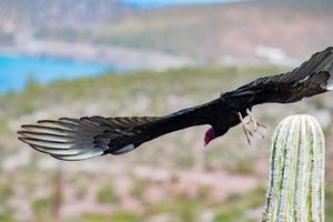 zopilote buitre ratonero ave en baja california foto