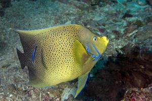 Adult Emperor angel fish  portrait close up in maldives photo