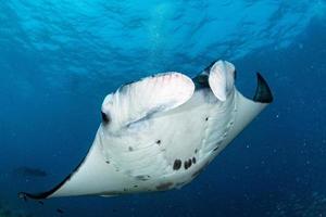 Manta underwater in the blue ocean background photo