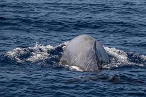 cuvier beaked whale in mediterranean ligurian sea photo