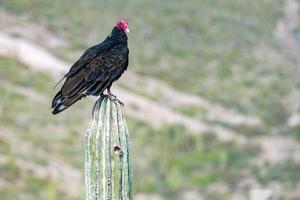 Zopilote vulture buzzard bird in Baja California