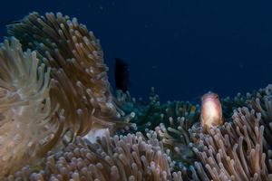 Clown fish inside red anemone in indonesia photo
