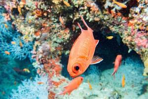 diving in colorful reef underwater photo