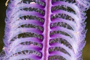 pink sea pen underwater close up macro detail photo