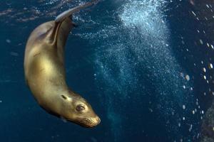 Puppy sea lion underwater looking at you and scuba diver photo