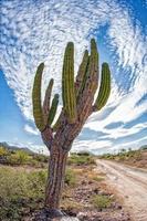 cactus gigante del desierto de california de cerca foto