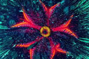 sea urchin underwater close up macro detail photo