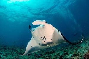 Manta in the blue ocean background portrait photo