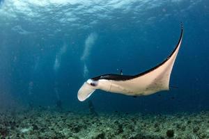 maldives Manta in the blue ocean background portrait photo