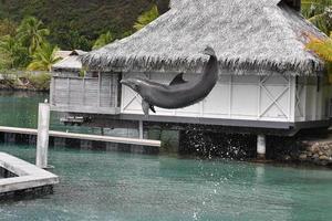 common dolphin jumping outside polynesia bungalow photo