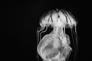 A Jellyfish close up in the deep blue sea photo