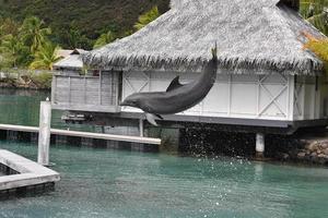 common dolphin jumping outside polynesia bungalow photo