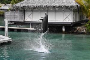 Delfín común saltando fuera del bungalow polinesia foto