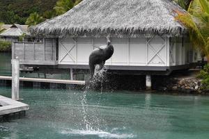 common dolphin jumping outside polynesia bungalow photo