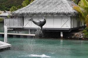 common dolphin jumping outside polynesia bungalow photo