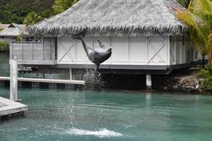 Delfín común saltando fuera del bungalow polinesia foto
