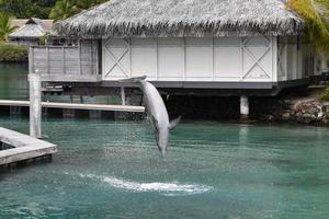 common dolphin jumping outside polynesia bungalow photo