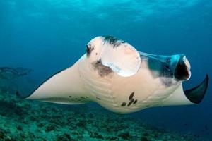 Manta in the blue ocean background portrait photo