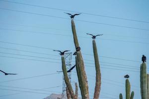 Zopilote vulture buzzard bird in Baja California photo