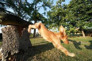 puppy dog cocker spaniel portrait jumping on grass photo