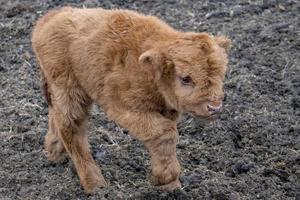 Highlander scotland hairy baby newborn calf photo