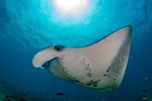 Manta in the blue ocean background portrait photo