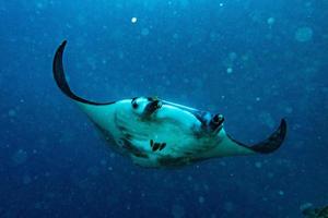 Nusa Penida Bali Manta ray close up portrait photo