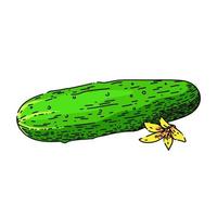 cucumber vegetable sketch hand drawn vector