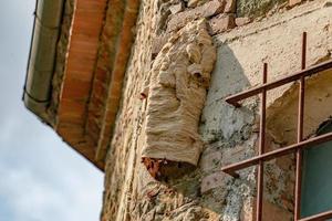 gran nido de avispas en la antigua muralla foto