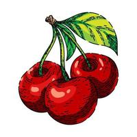 cherry branch sketch hand drawn vector