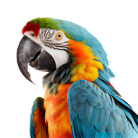 macaw blu e giallo png