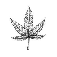 cannabis plant sketch hand drawn vector