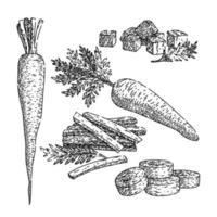 conjunto de vegetales de zanahoria boceto vector dibujado a mano