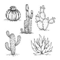 cactus dessert sketch hand drawn vector