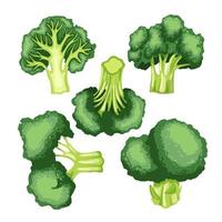 broccoli green fresh set cartoon vector illustration