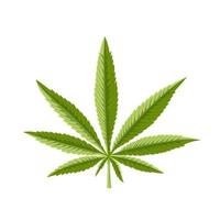 ilustración de vector de dibujos animados de planta de cannabis