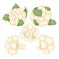 cauliflower white food set cartoon vector illustration