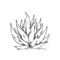 cactus aloe sketch hand drawn vector