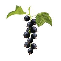 black currant leaf cartoon vector illustration