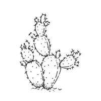 bunny ears cactus sketch hand drawn vector