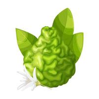 bergamot fruit cartoon vector illustration