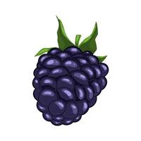 blackberry berry leaf cartoon vector illustration