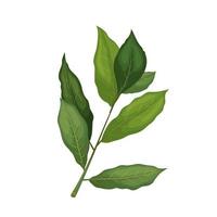 bay leaf plant cartoon vector illustration
